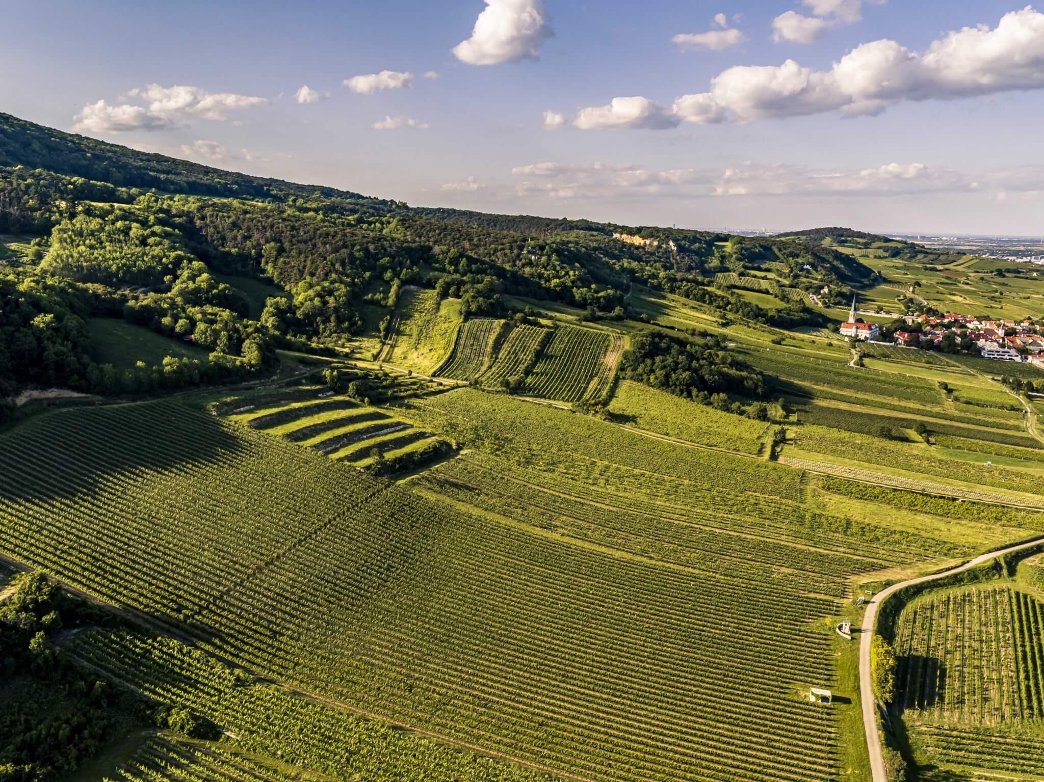 reinisch vineyard sky perspesctive